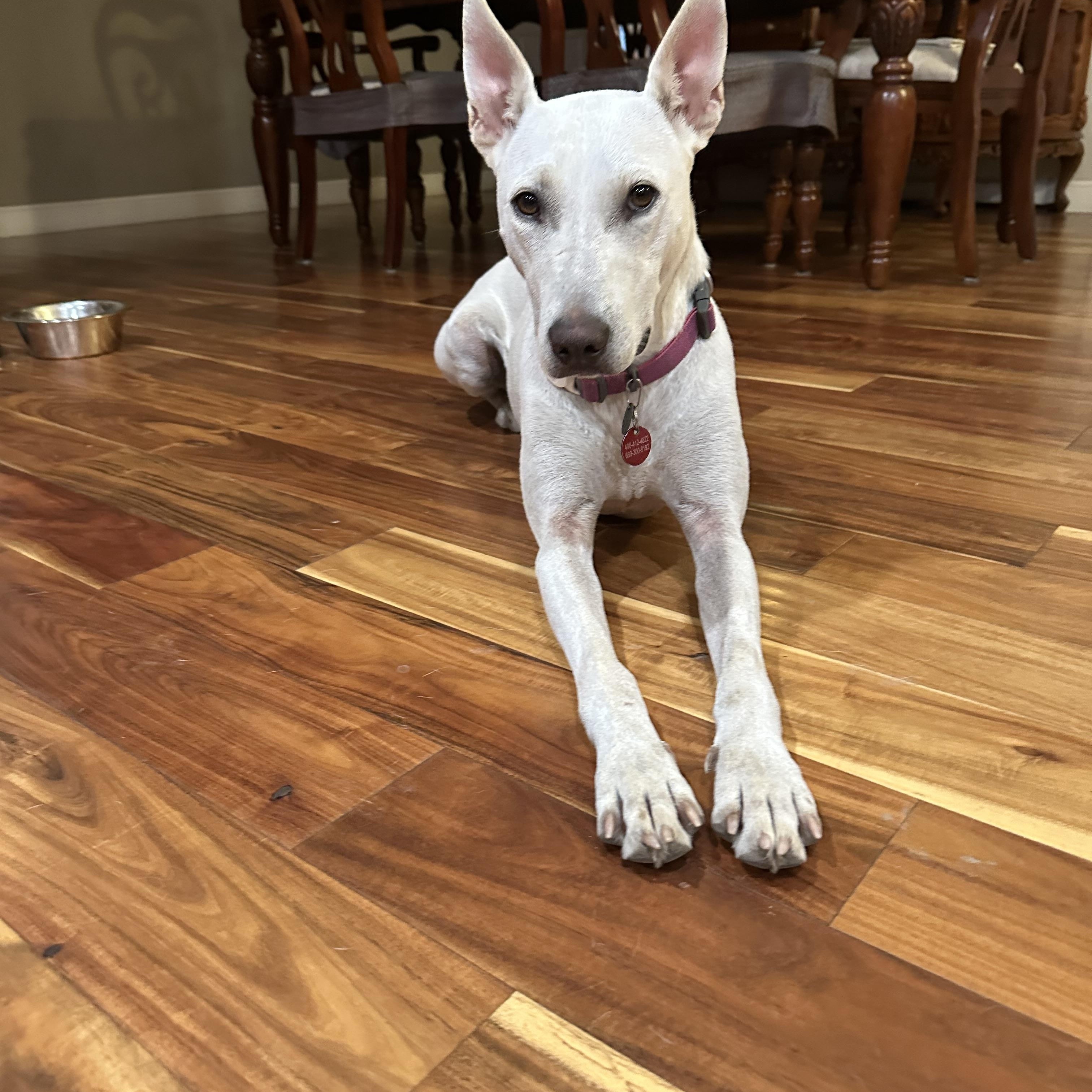 Rudy, a Adoptable mixed breed in San Jose, CA image 2/3