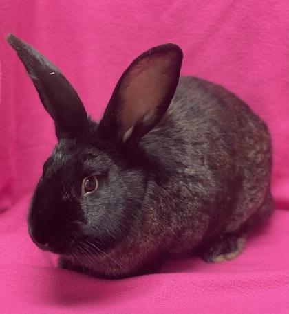 Fiver - Adopted | Petfinder