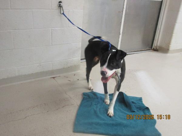 Enlarge Jet(835), a Adoptable mixed breed in Marietta, GA image 1/1