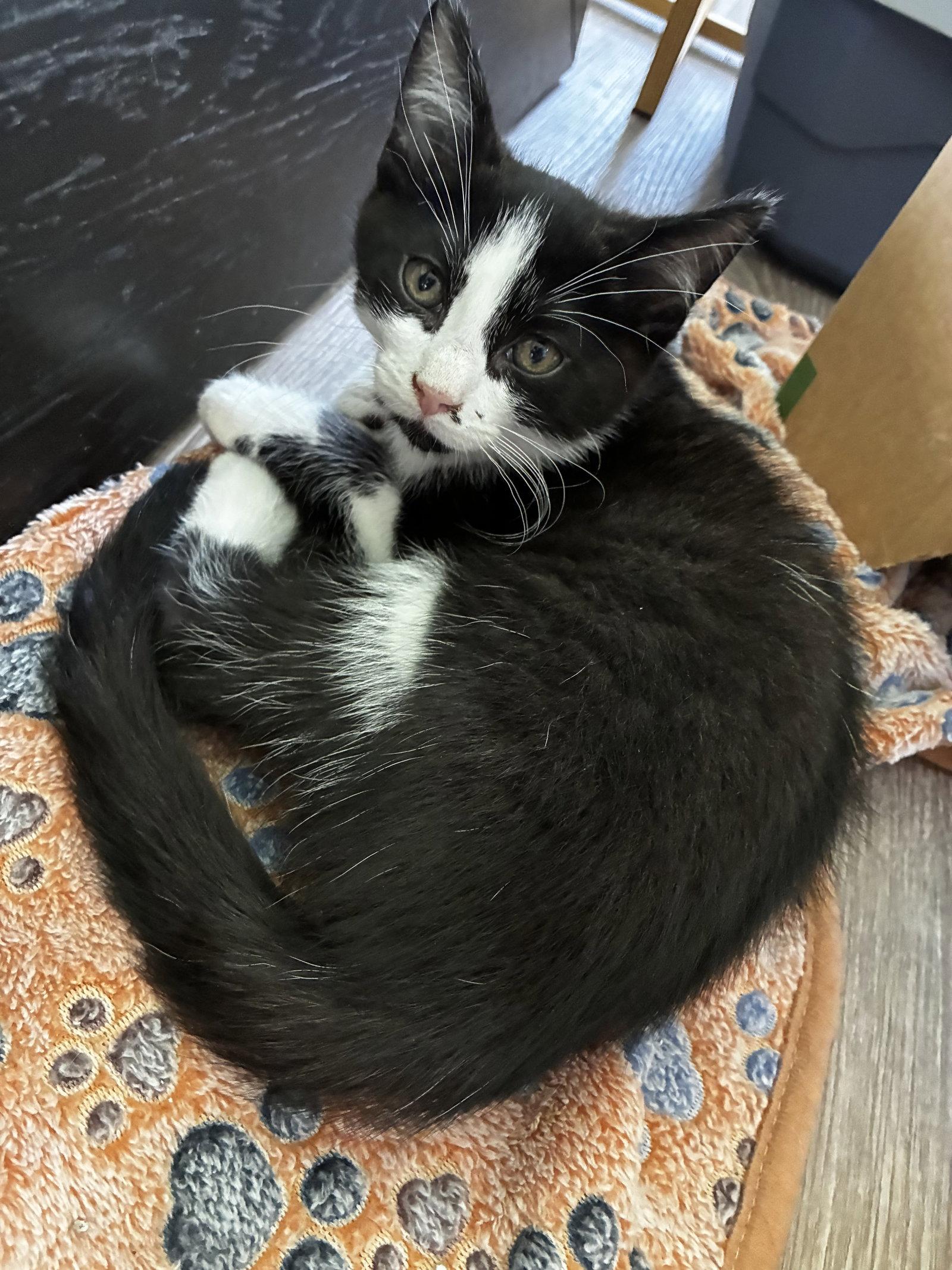 Enlarge Sprout, Willow Grove PS, (FCID 05/06/2026-139), a Adopted mixed breed in Greenville, DE image 1/3