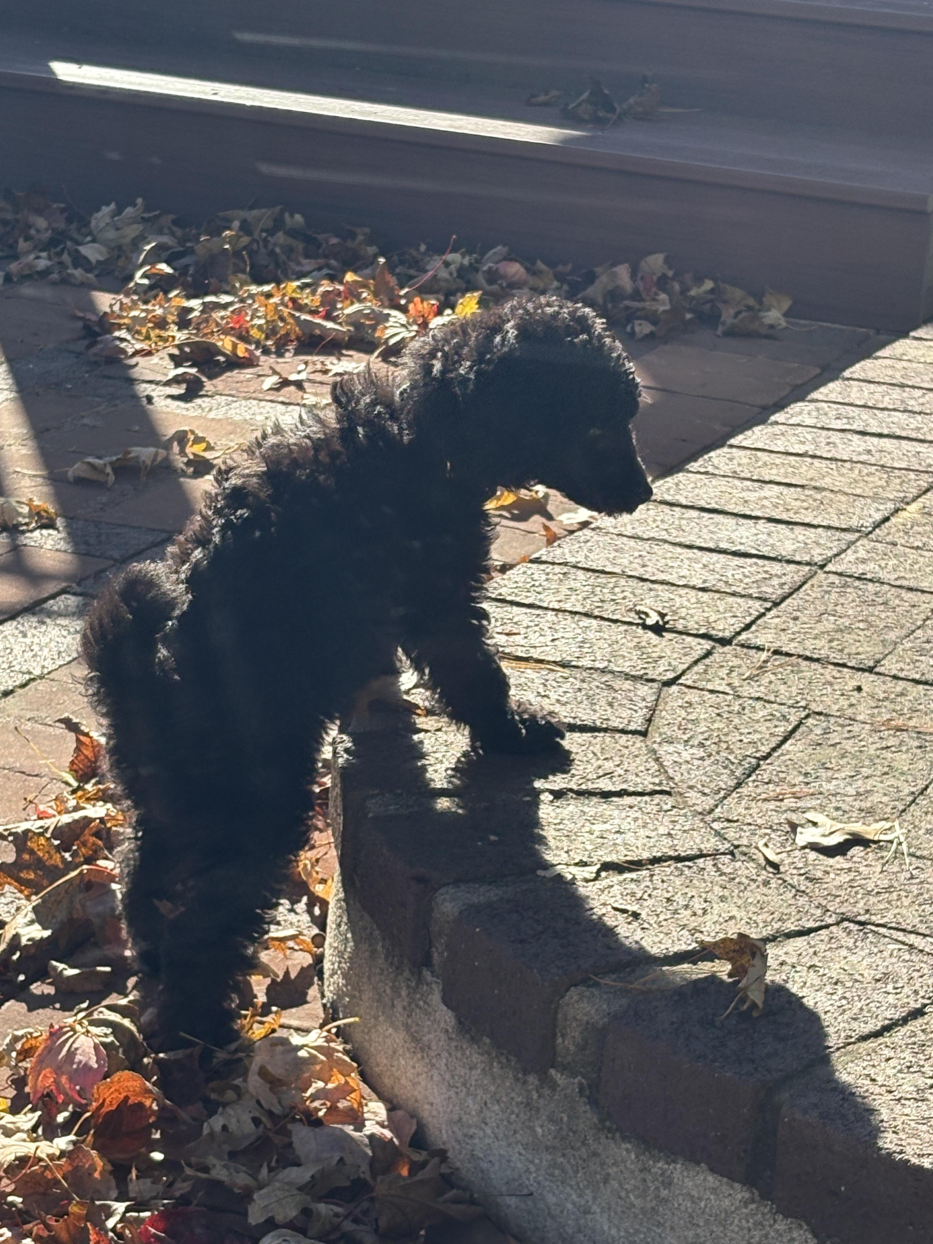 Enlarge HeyU (PA) LOVES Toys!, a Adoptable Miniature Poodle in New Britain, PA image 1/4