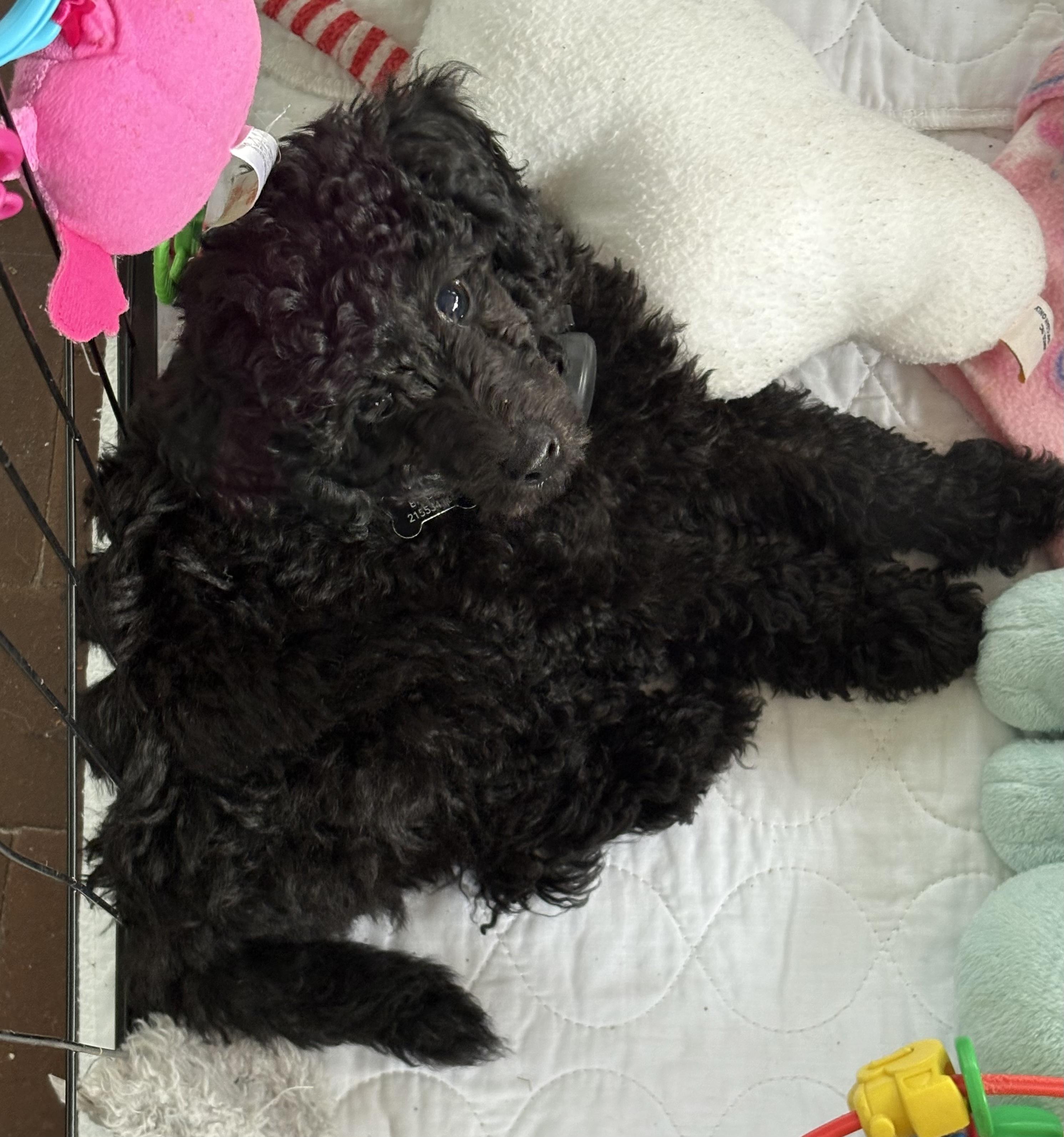 Enlarge HeyU (PA) LOVES Toys!, a Adoptable Miniature Poodle in New Britain, PA image 2/4