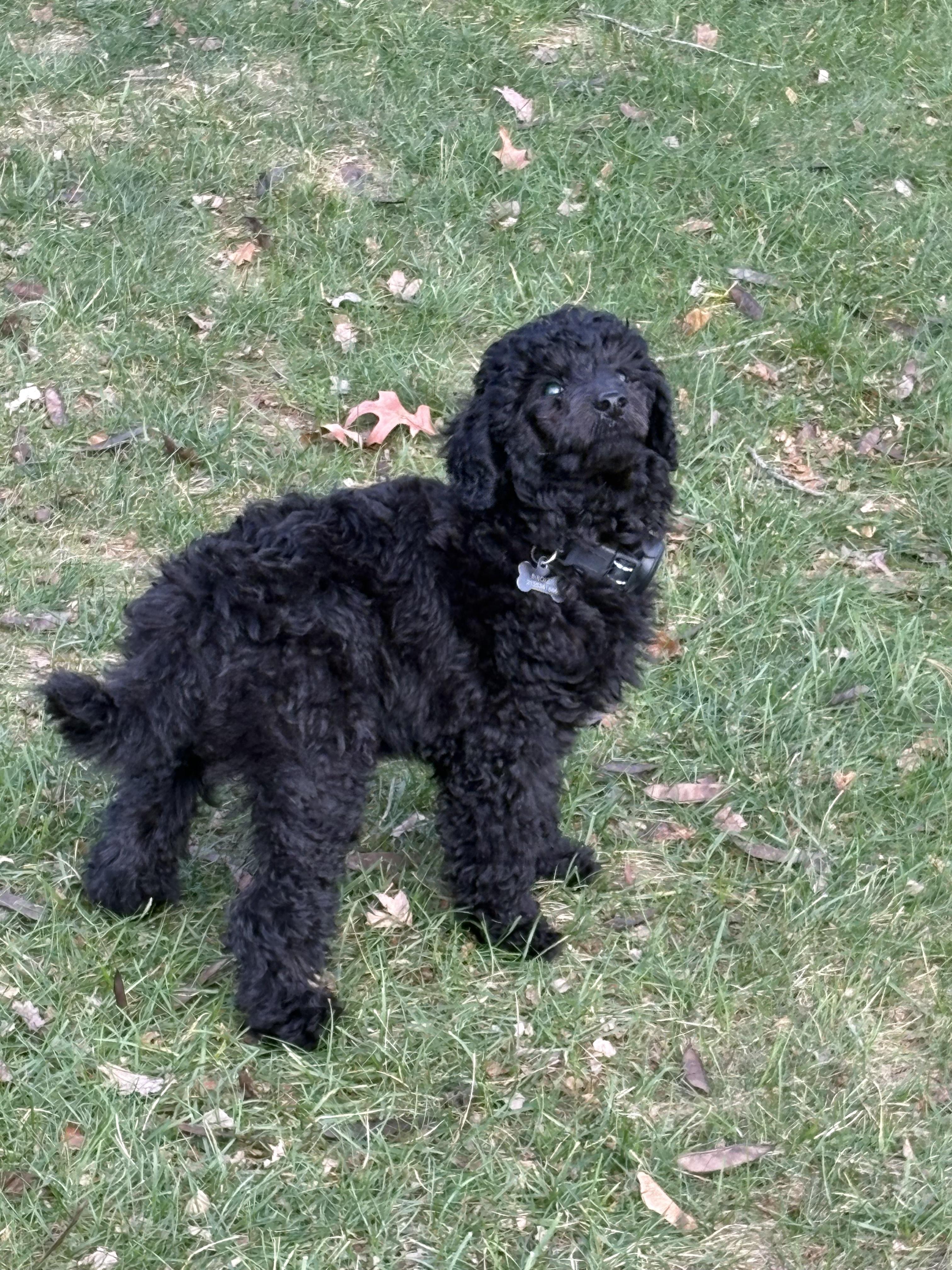 Enlarge HeyU (PA) LOVES Toys!, a Adoptable Miniature Poodle in New Britain, PA image 3/4