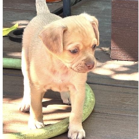 Enlarge Jayda, a ADOPTABLE mixed breed in Santa Rosa, CA image 1/2