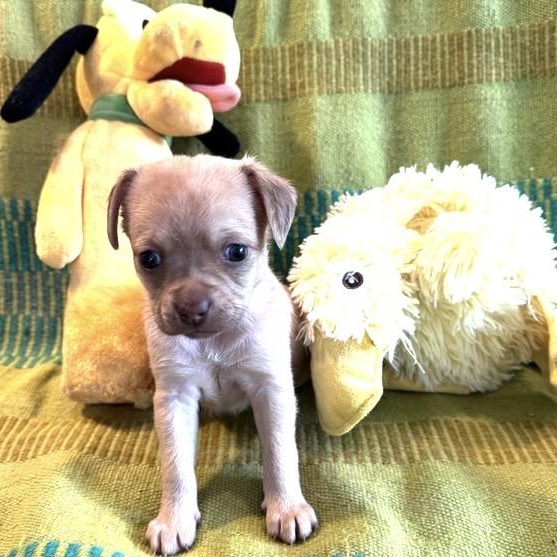 Enlarge Jayda, a ADOPTABLE mixed breed in Santa Rosa, CA image 2/2