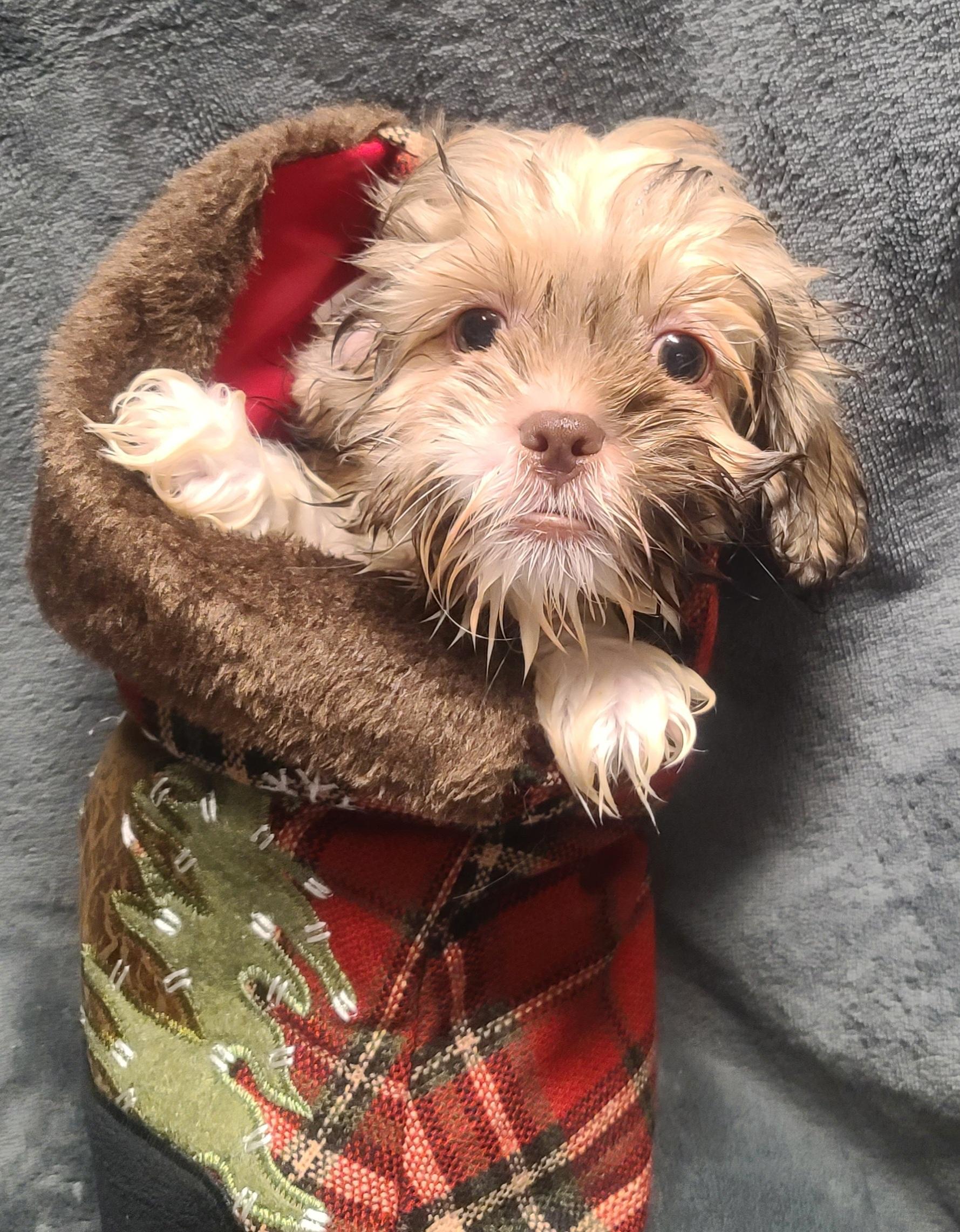 Spunky (Spotty's pup)