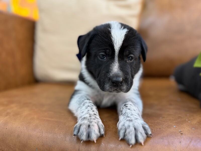 Galaxy Space — thumbnail 4