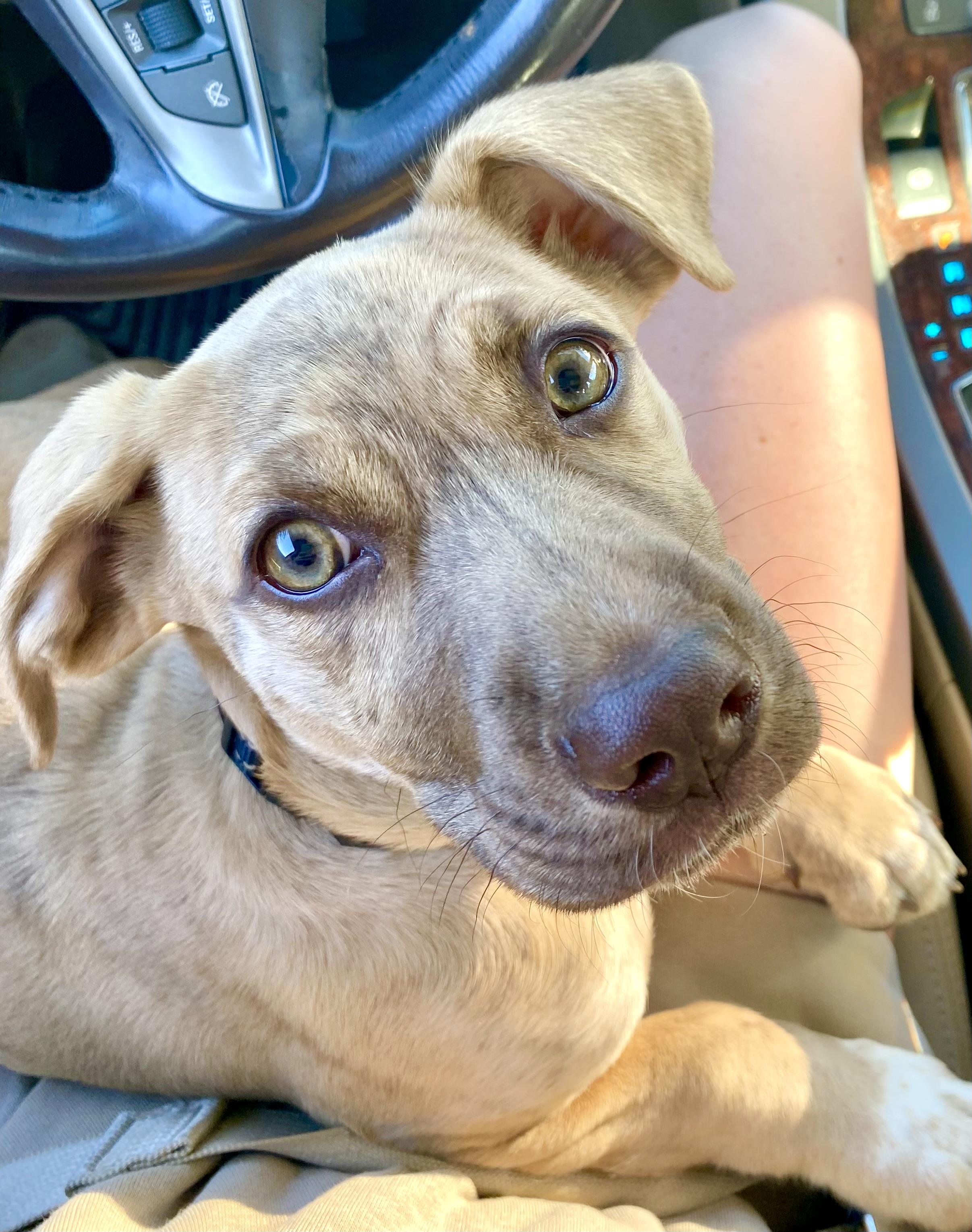 Enlarge Nugget , an adoptable mixed breed in Mt Pleasant, SC image 1/6