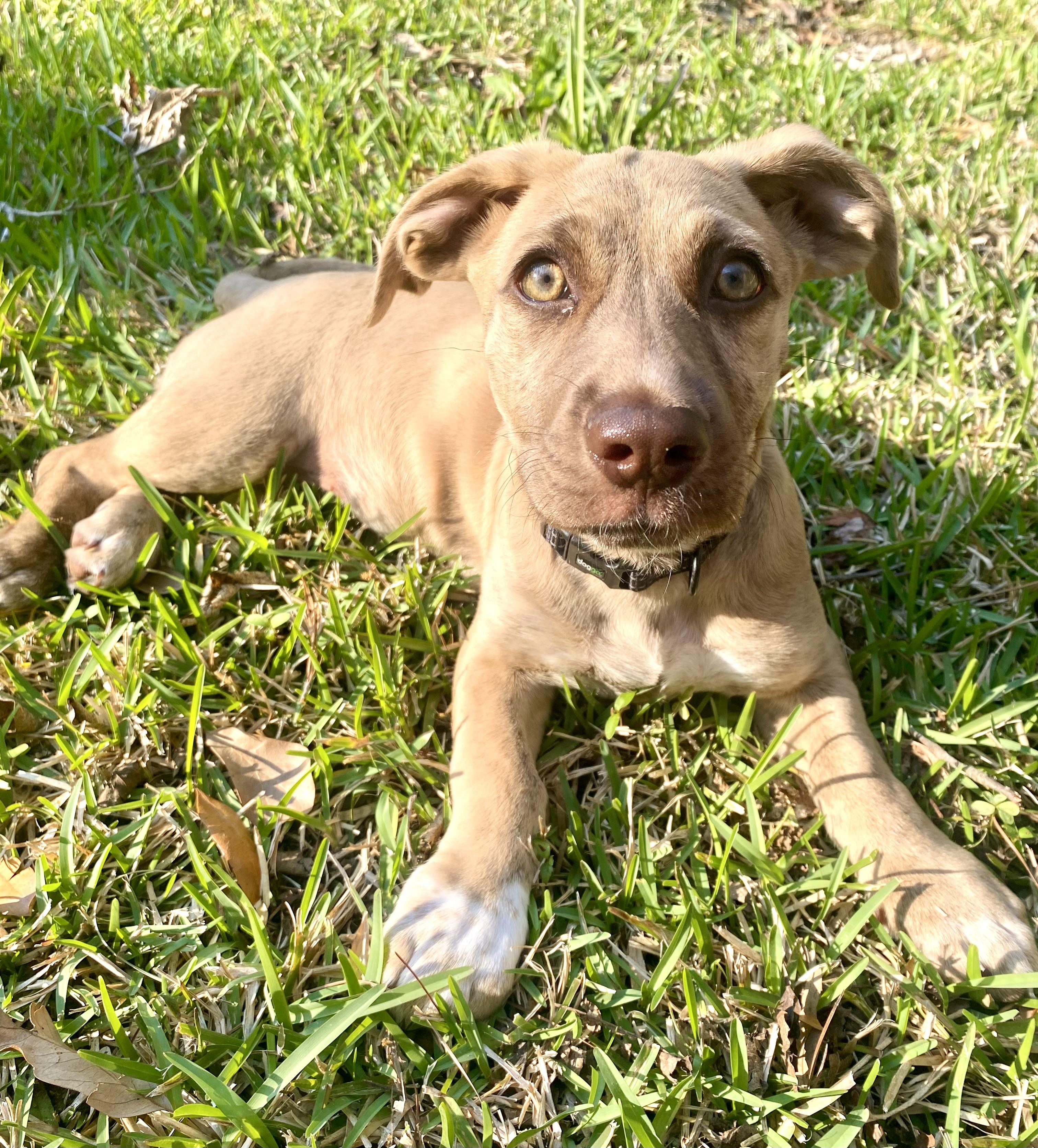 Enlarge Nugget , an adoptable mixed breed in Mt Pleasant, SC image 6/6