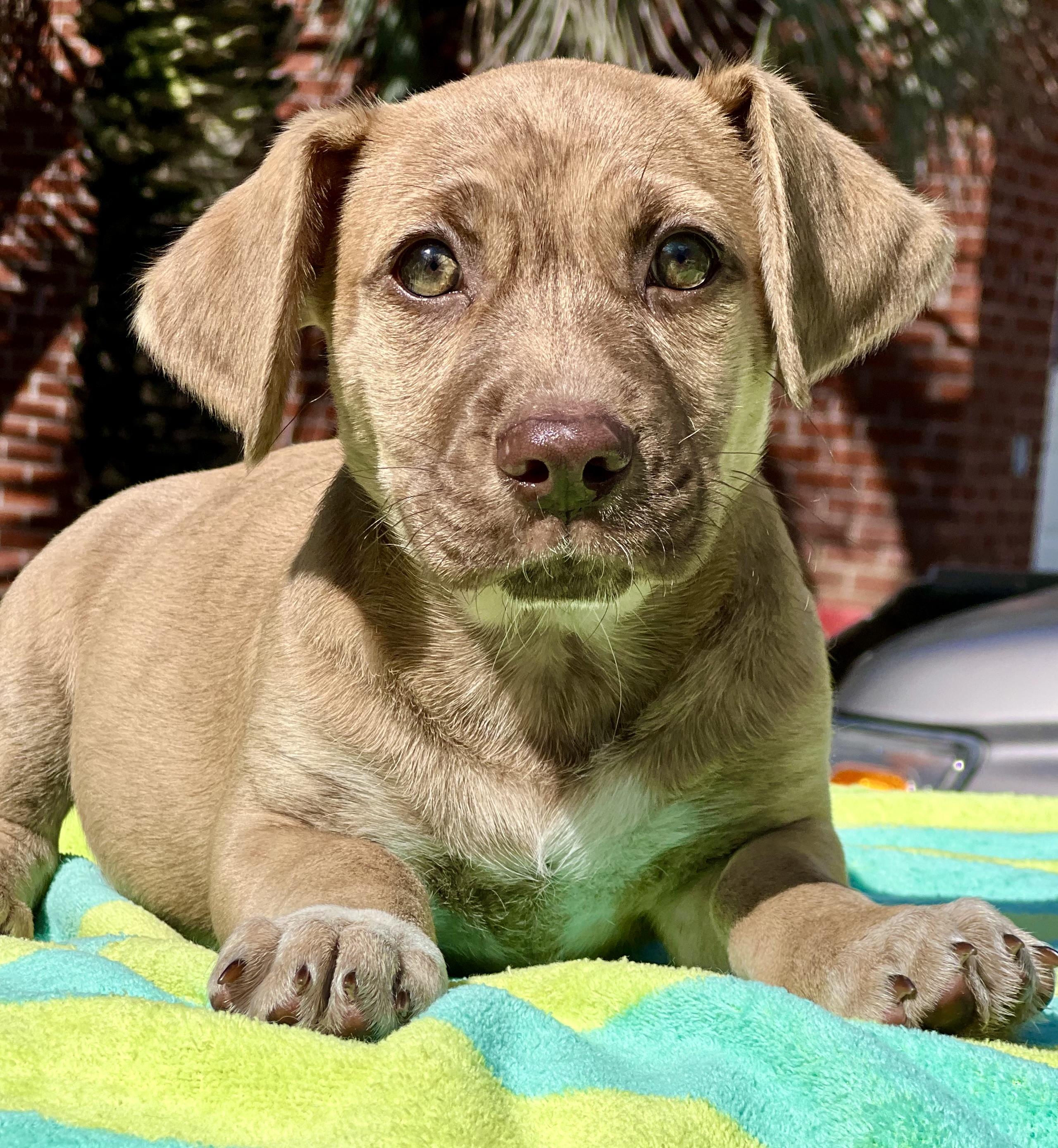 Enlarge Nugget , an adoptable mixed breed in Mt Pleasant, SC image 3/6