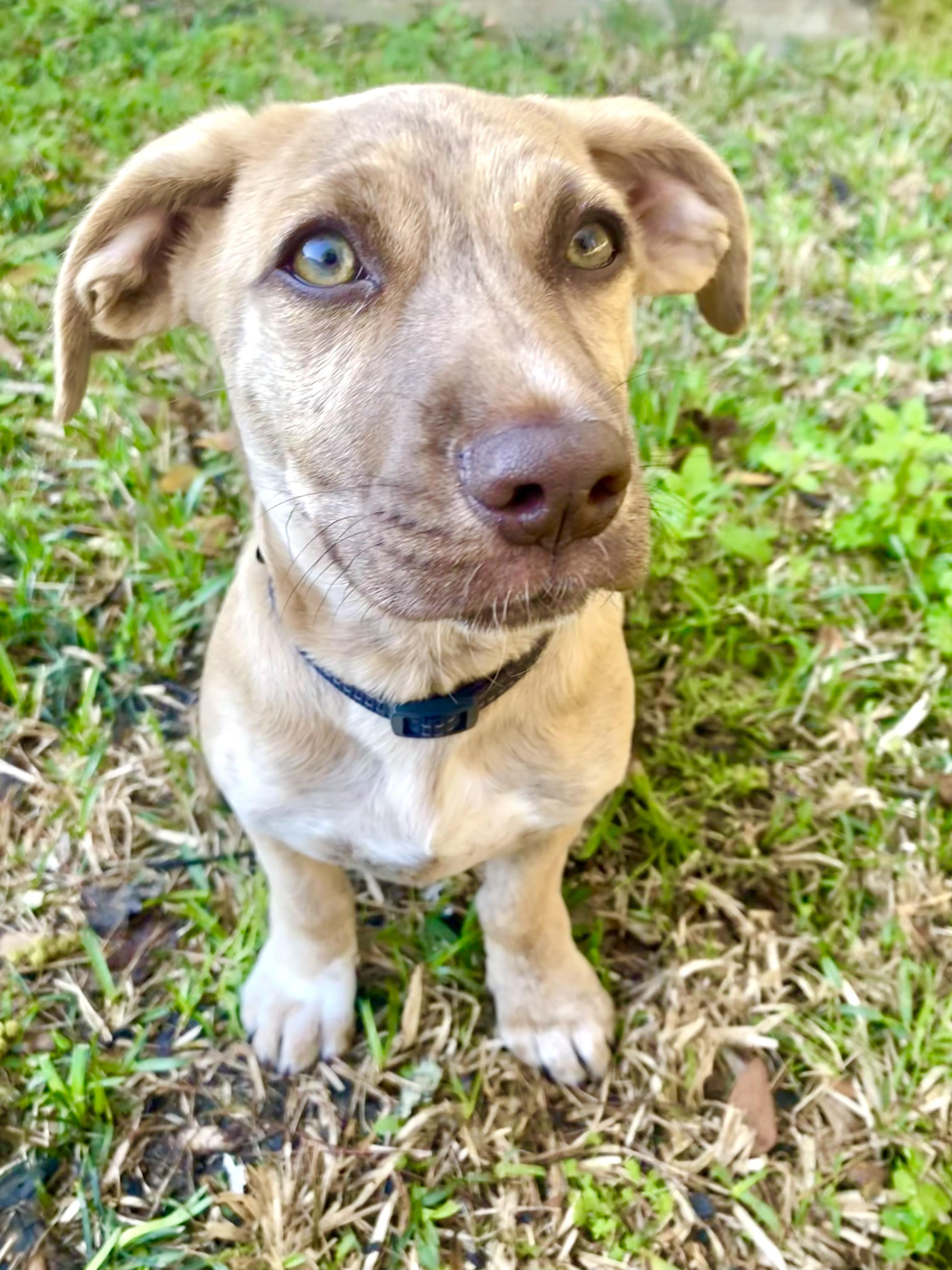 Enlarge Nugget , an adoptable mixed breed in Mt Pleasant, SC image 3/6