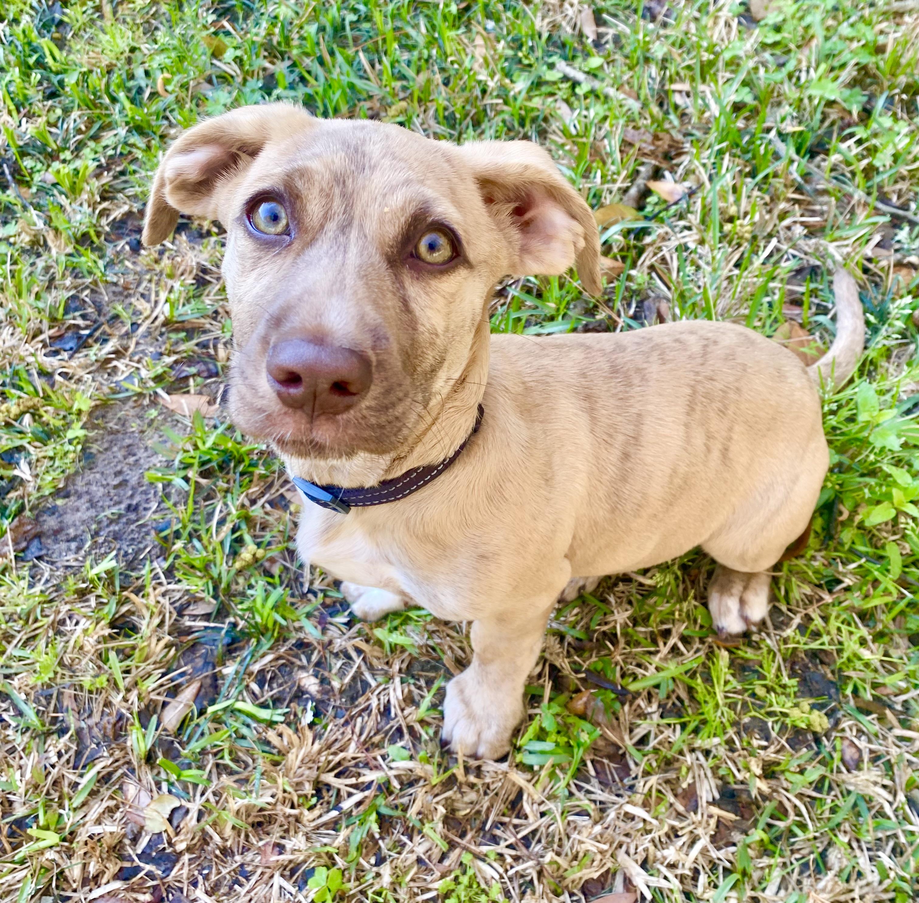 Enlarge Nugget , an adoptable mixed breed in Mt Pleasant, SC image 5/6