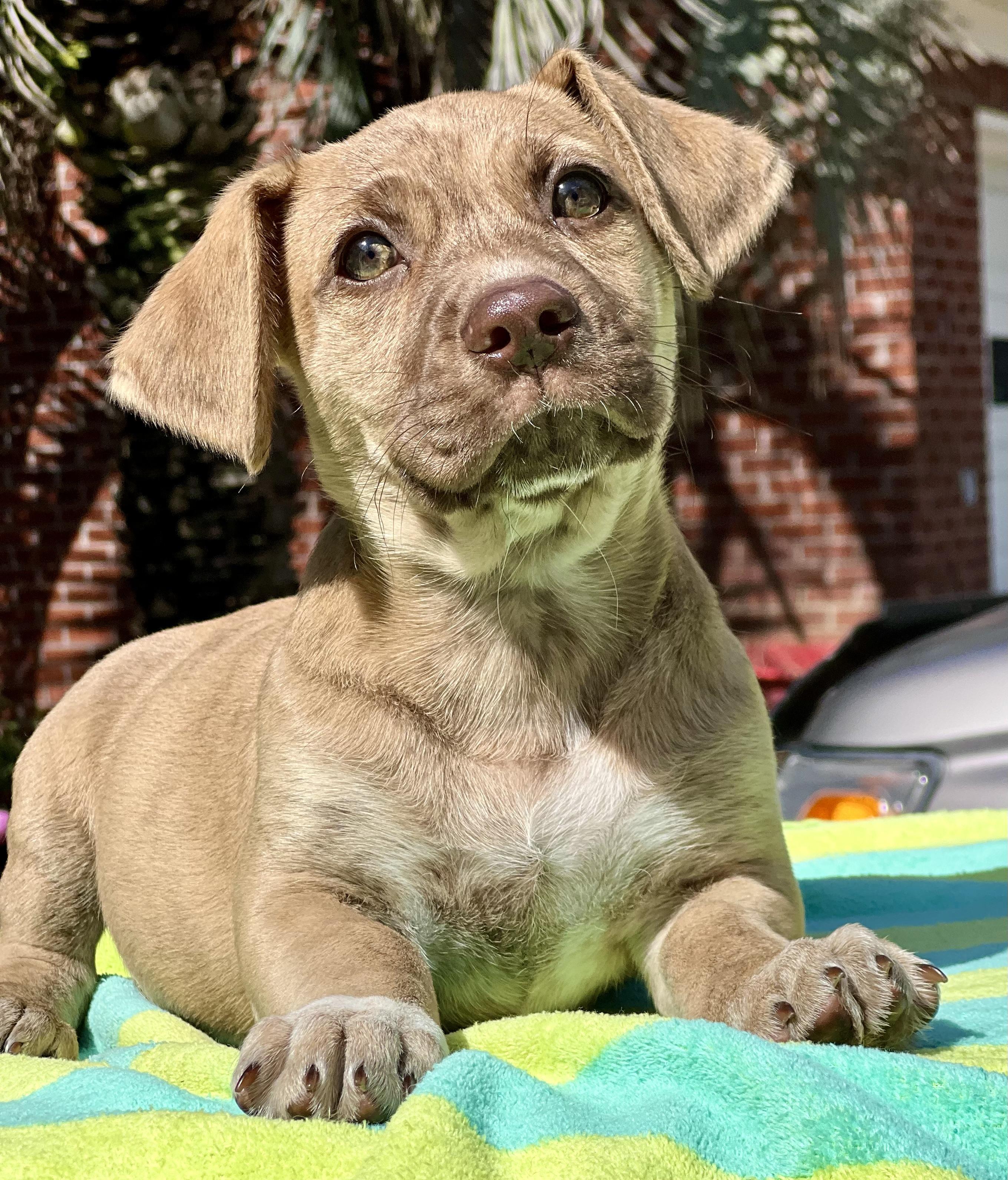 Enlarge Nugget , an adoptable mixed breed in Mt Pleasant, SC image 4/6