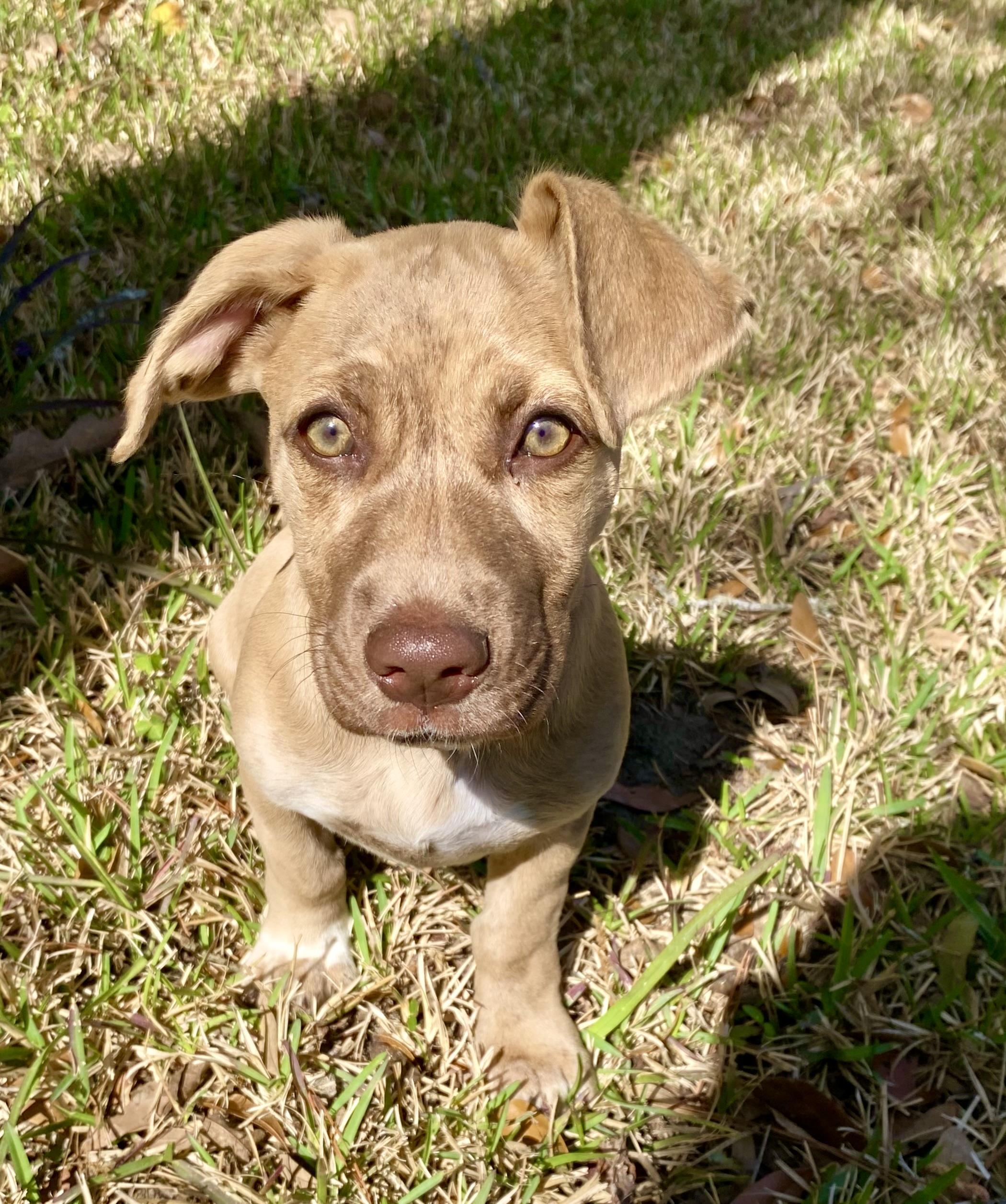 Enlarge Nugget , an adoptable mixed breed in Mt Pleasant, SC image 4/6