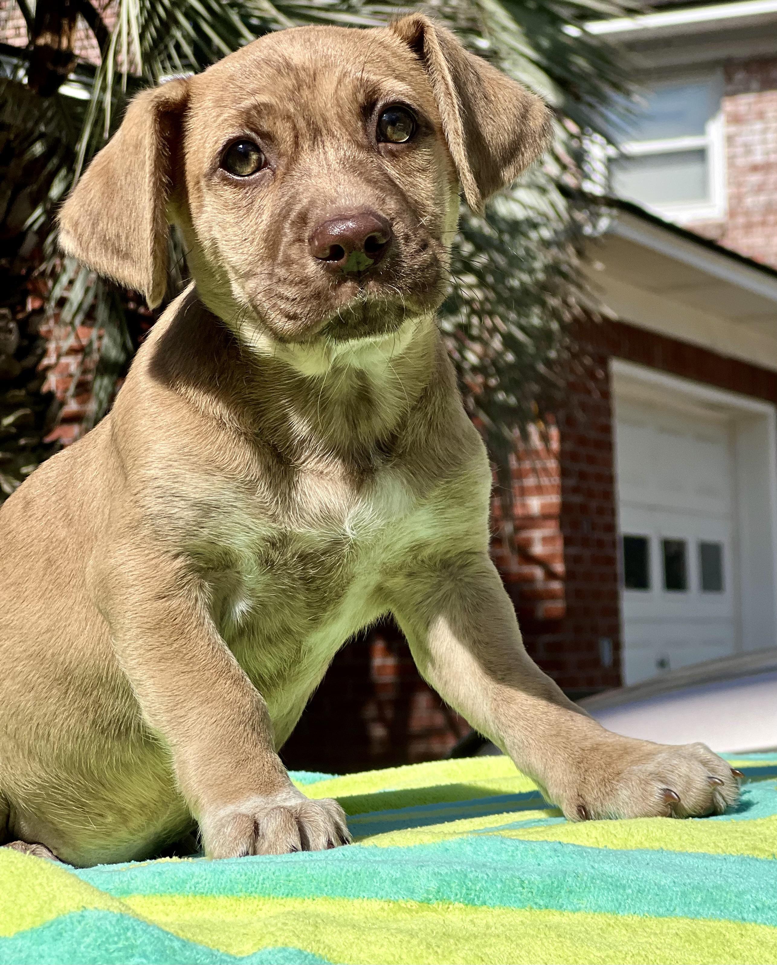 Enlarge Nugget , an adoptable mixed breed in Mt Pleasant, SC image 5/6