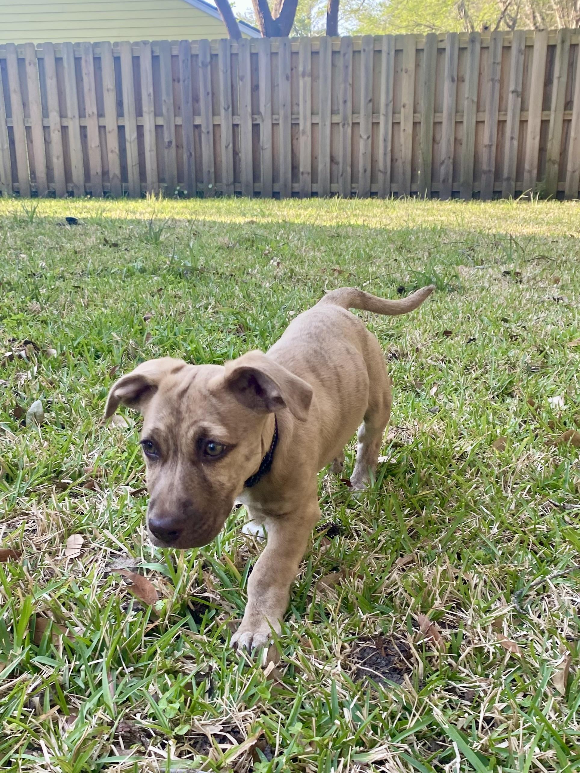 Enlarge Nugget , an adoptable mixed breed in Mt Pleasant, SC image 2/6