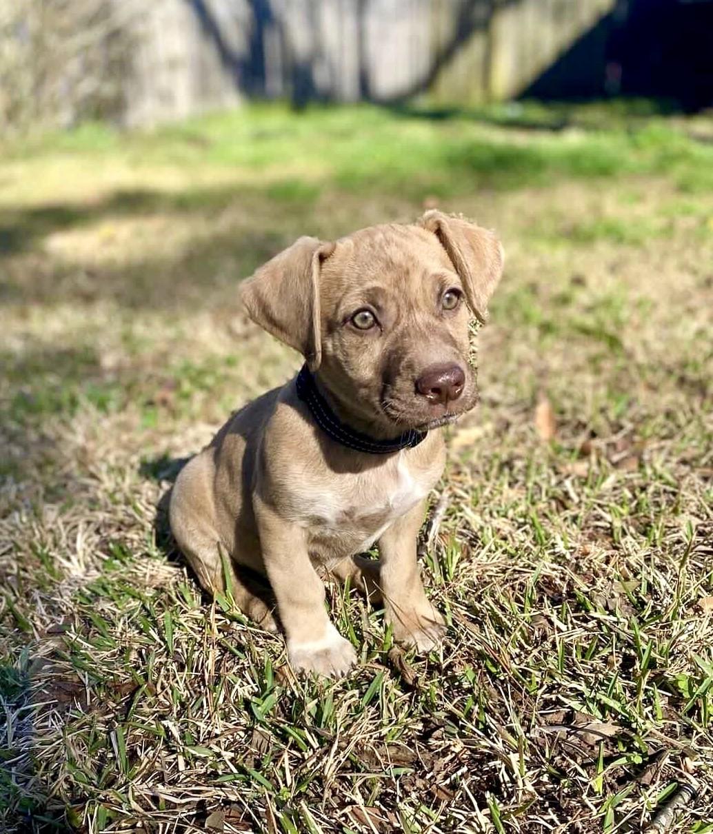 Enlarge Nugget , an adoptable mixed breed in Mt Pleasant, SC image 2/6