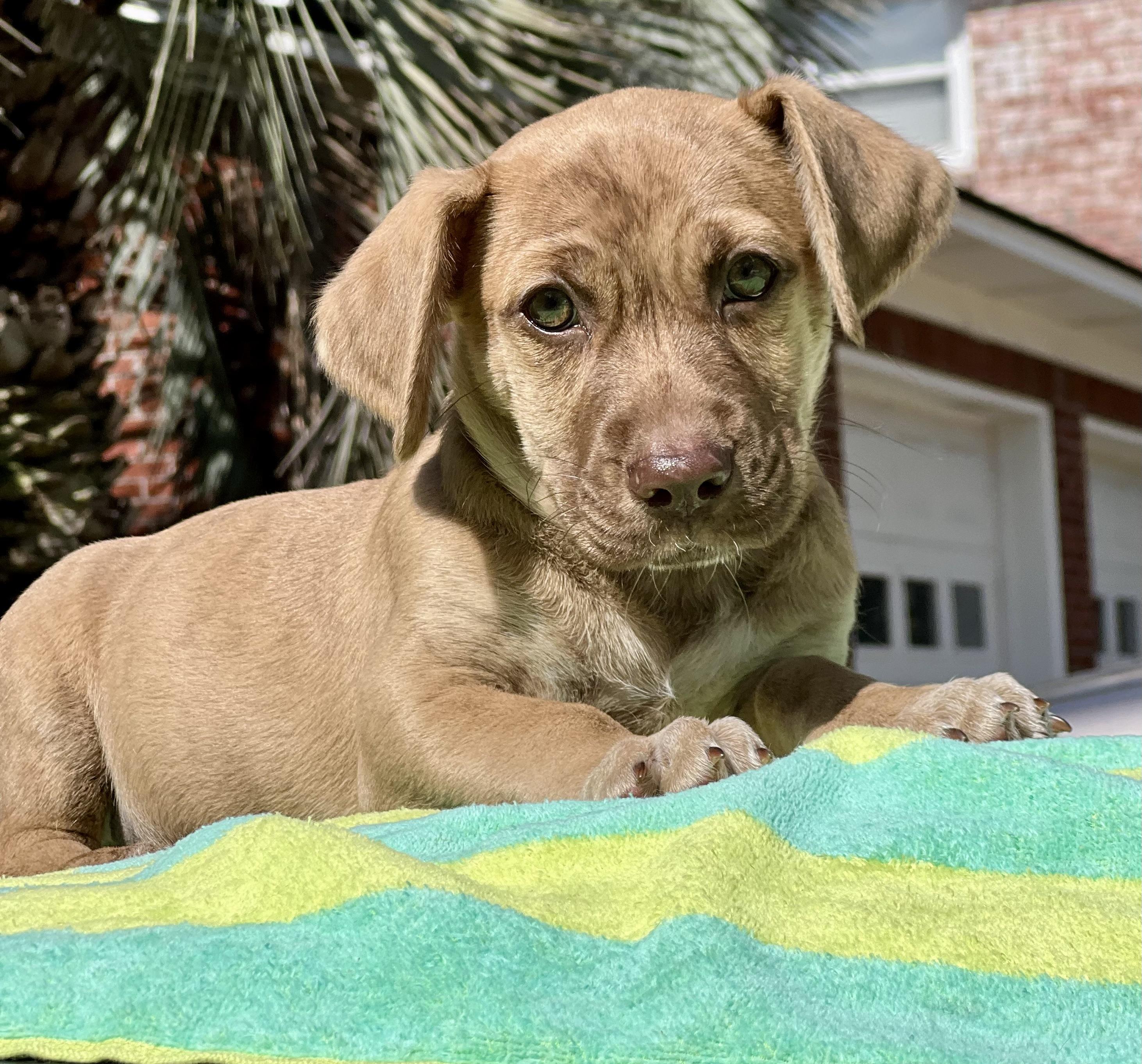 Enlarge Nugget , an adoptable mixed breed in Mt Pleasant, SC image 1/6