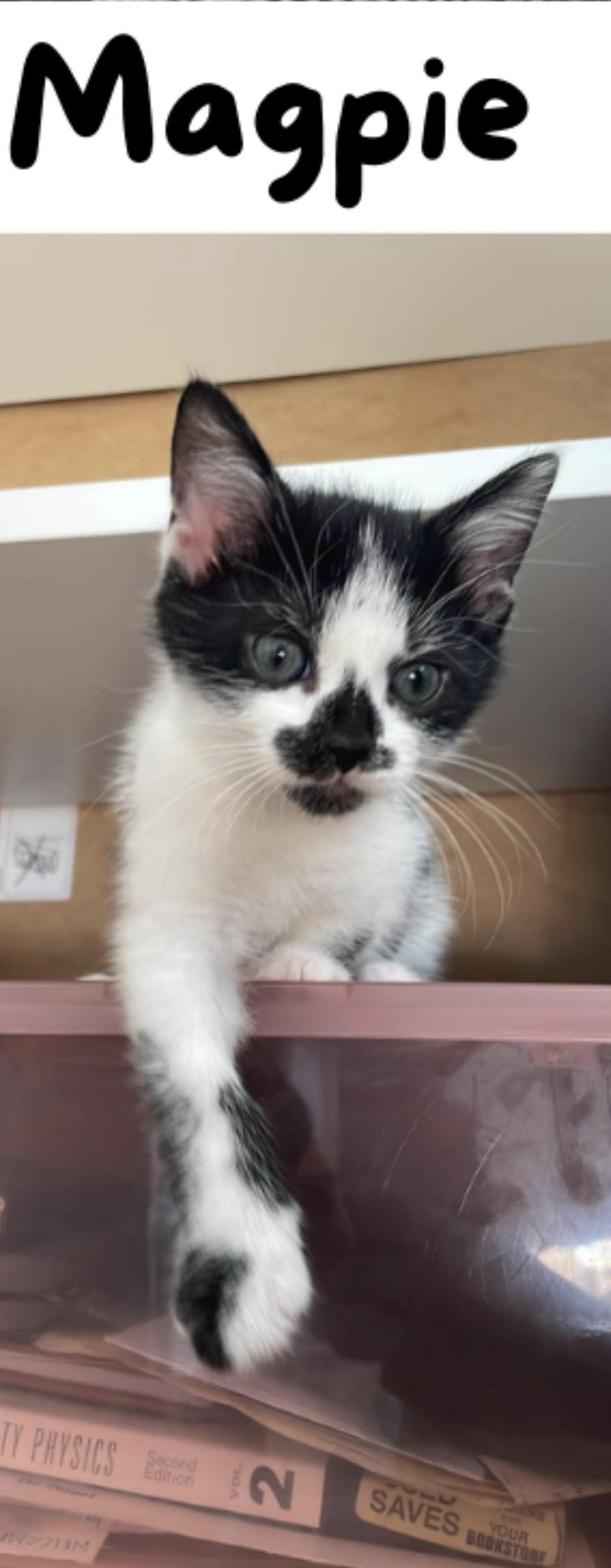 Magpie, ADOPTABLE, Kitten Female Domestic Short Hair.