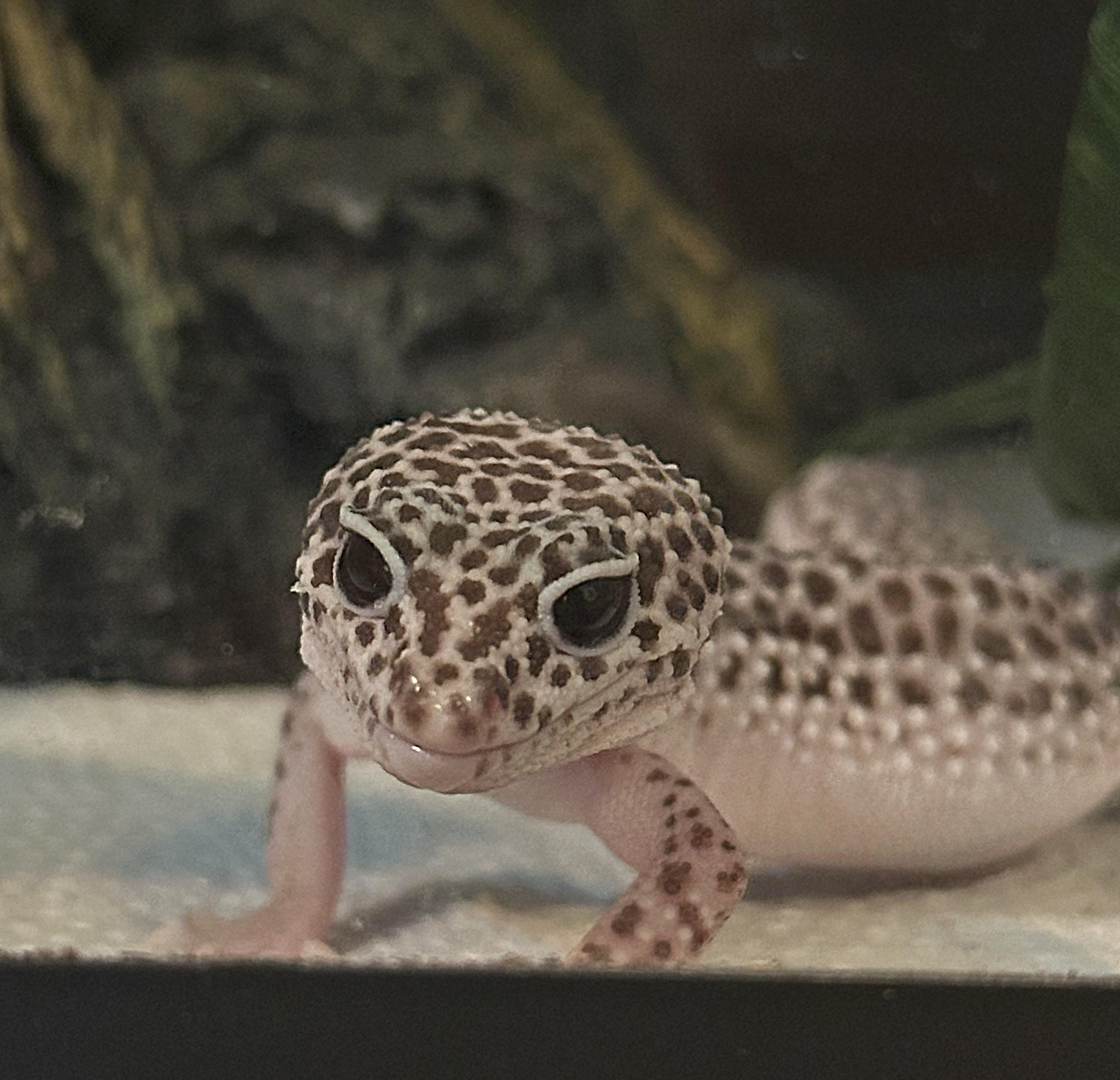 Freckles, Young Female unknown