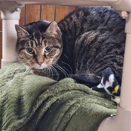 Enlarge Shirley, a Adoptable Domestic Short Hair in Bath, NY image 1/1