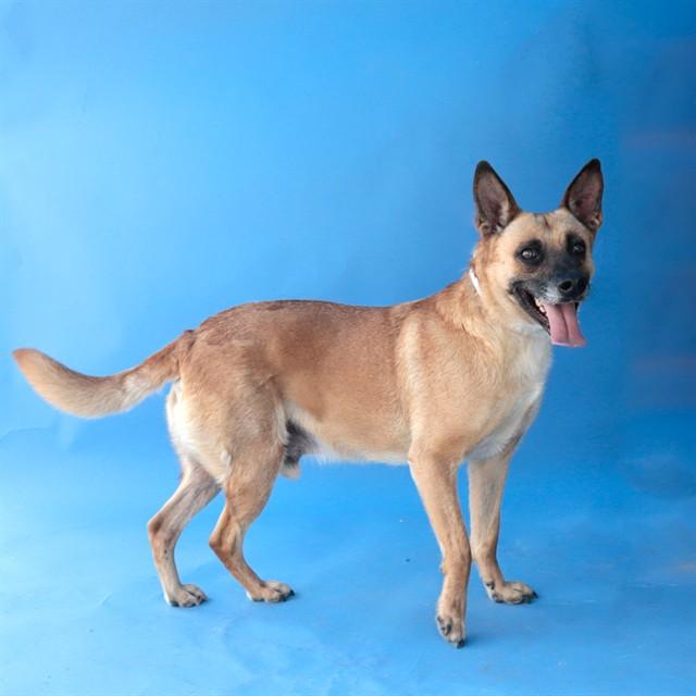 Enlarge MANGO, a Adoptable German Shepherd Dog in Baldwin Park, CA image 1/1