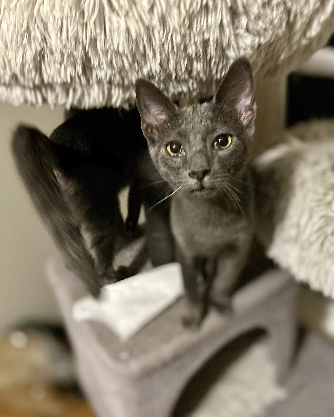COLE, Adoptable, Young Male Domestic Short Hair.