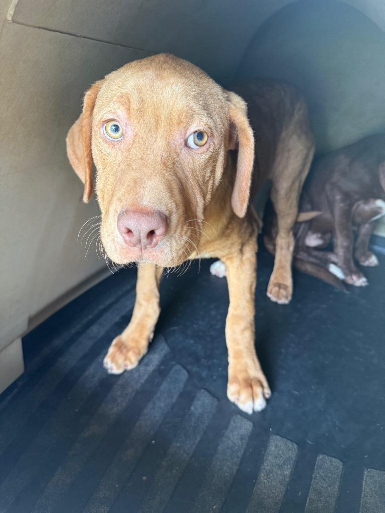 Platinum, Adoptable, Puppy Male Labrador Retriever & Staffordshire Bull Terrier.