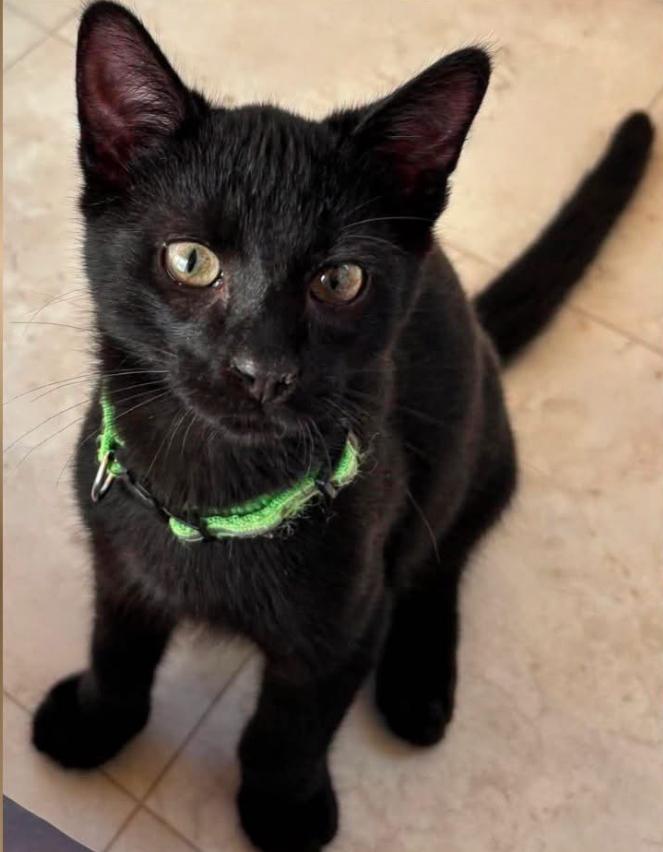 Flash, ADOPTABLE, Kitten Male Domestic Short Hair.