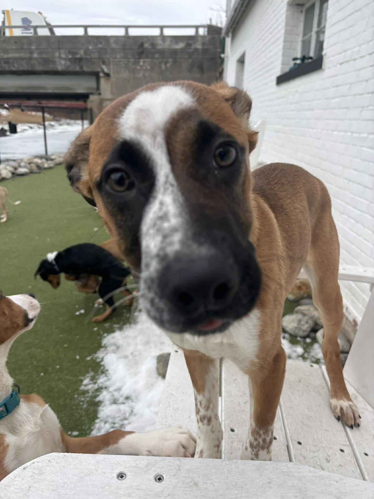 Enlarge Rudolph, an adopted mixed breed in Stamford, CT image 2/5