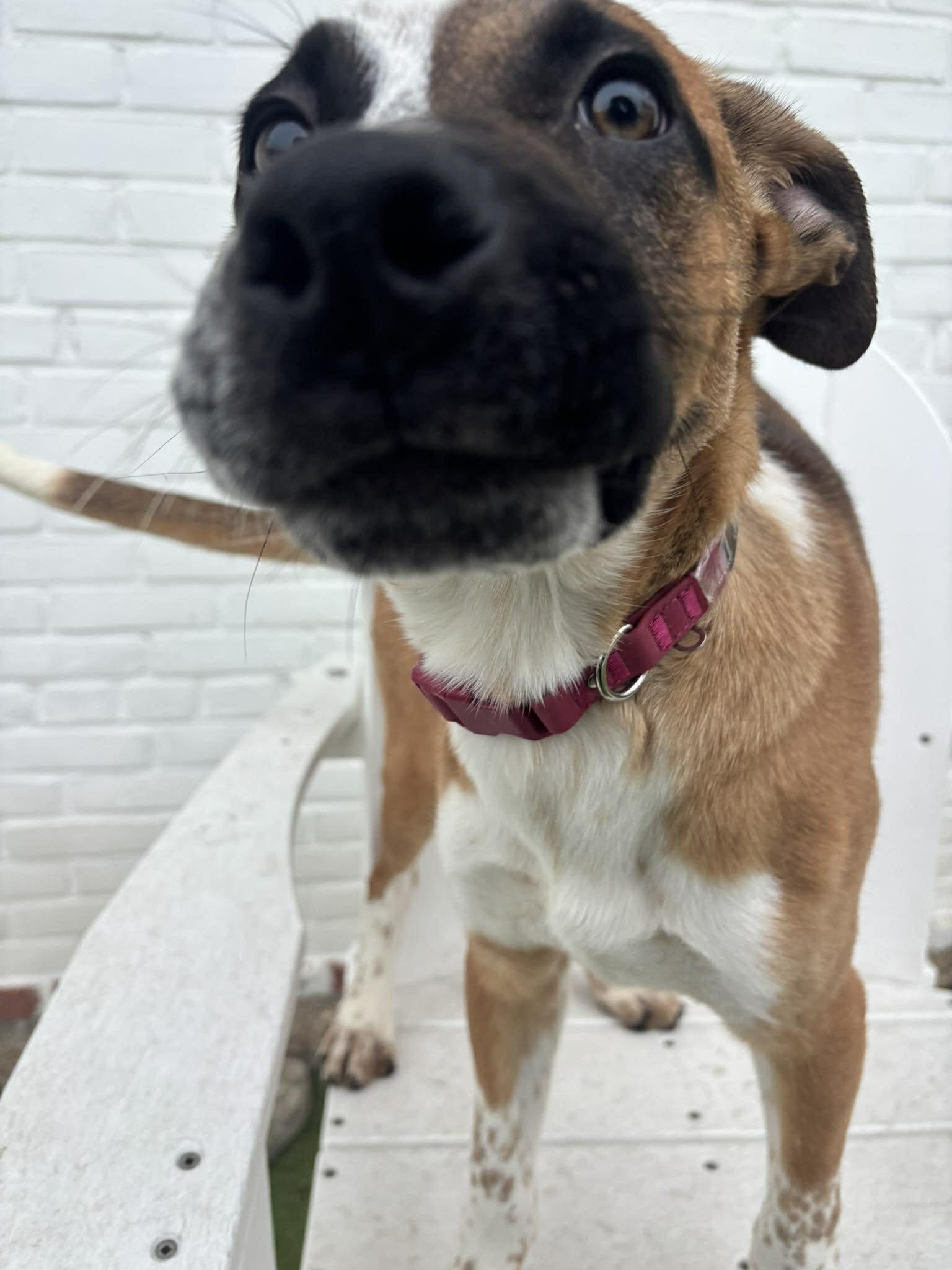 Enlarge Rudolph, an adopted mixed breed in Stamford, CT image 1/5