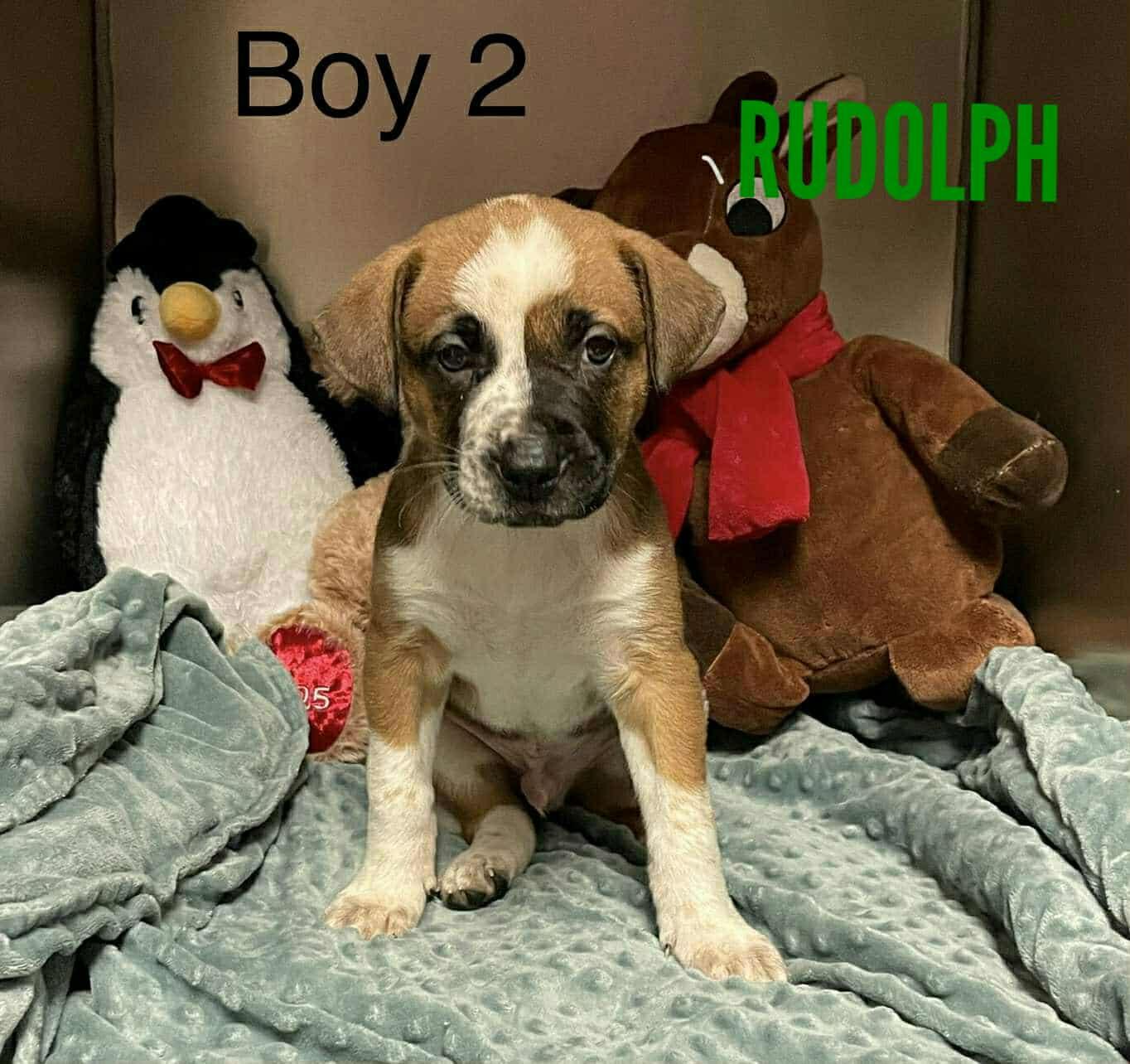 Enlarge Rudolph, an adopted mixed breed in Stamford, CT image 4/5