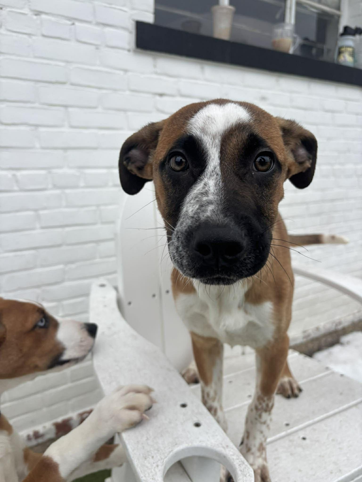 Enlarge Rudolph, an adopted mixed breed in Stamford, CT image 3/5