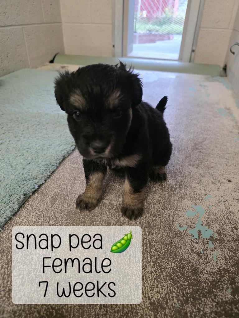 Snap Pea, Adoptable, Puppy Female Mixed Breed.