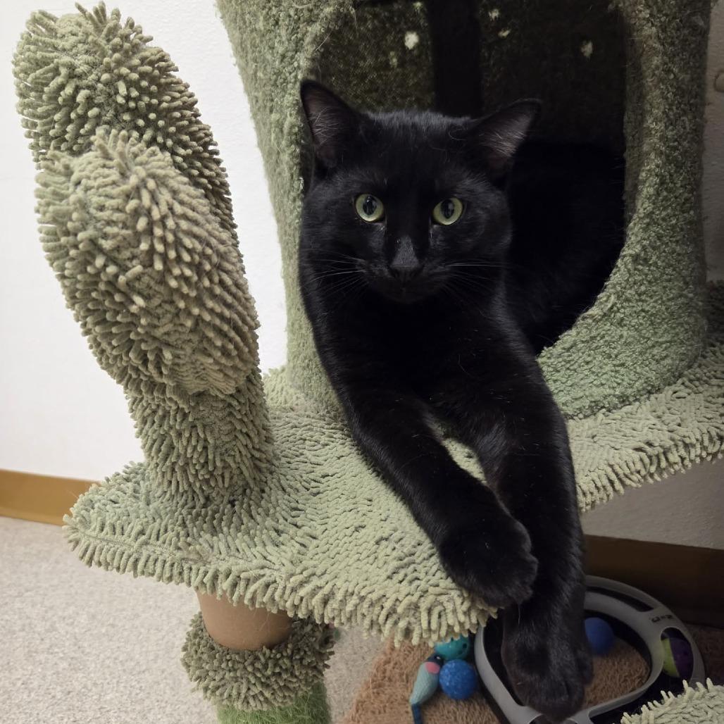 Enlarge Lido, a Adoptable Domestic Short Hair in Ballston Spa, NY image 1/1