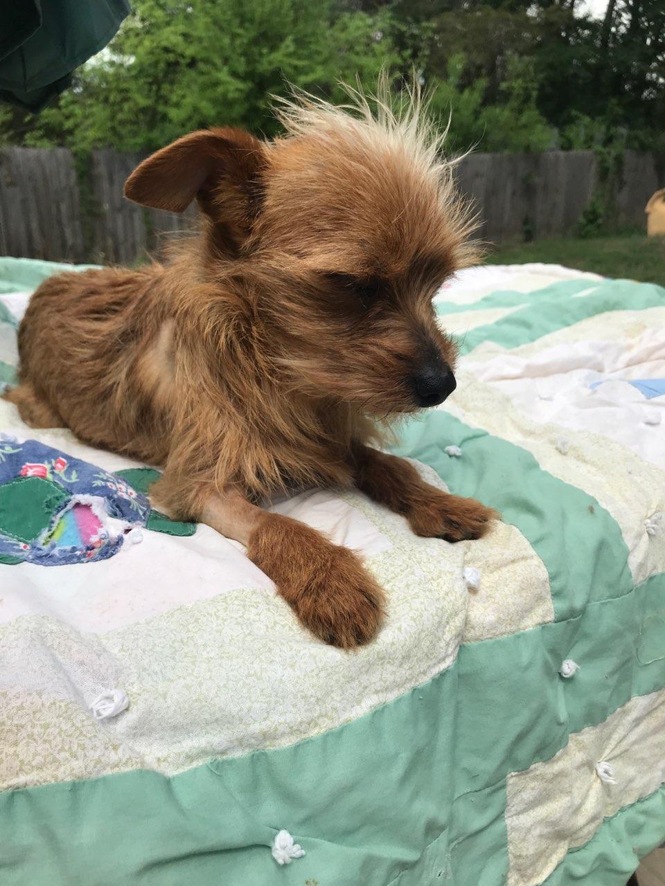 Enlarge Enzo: Total package (minus one), an adopted Yorkshire Terrier in Franklin, TN image 4/4