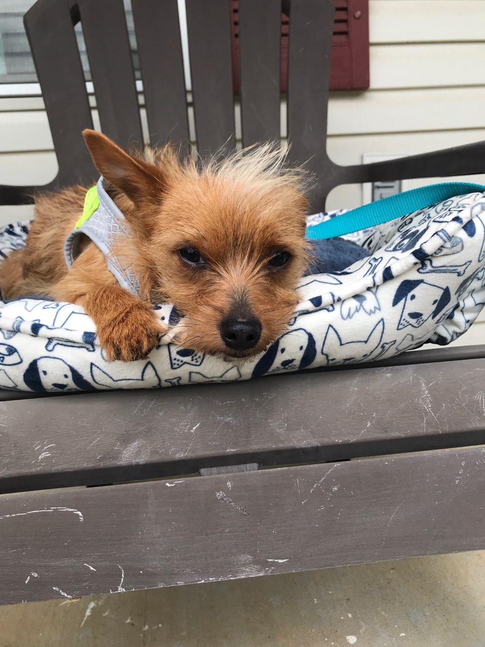 Enlarge Enzo: Total package (minus one), an adopted Yorkshire Terrier in Franklin, TN image 3/4