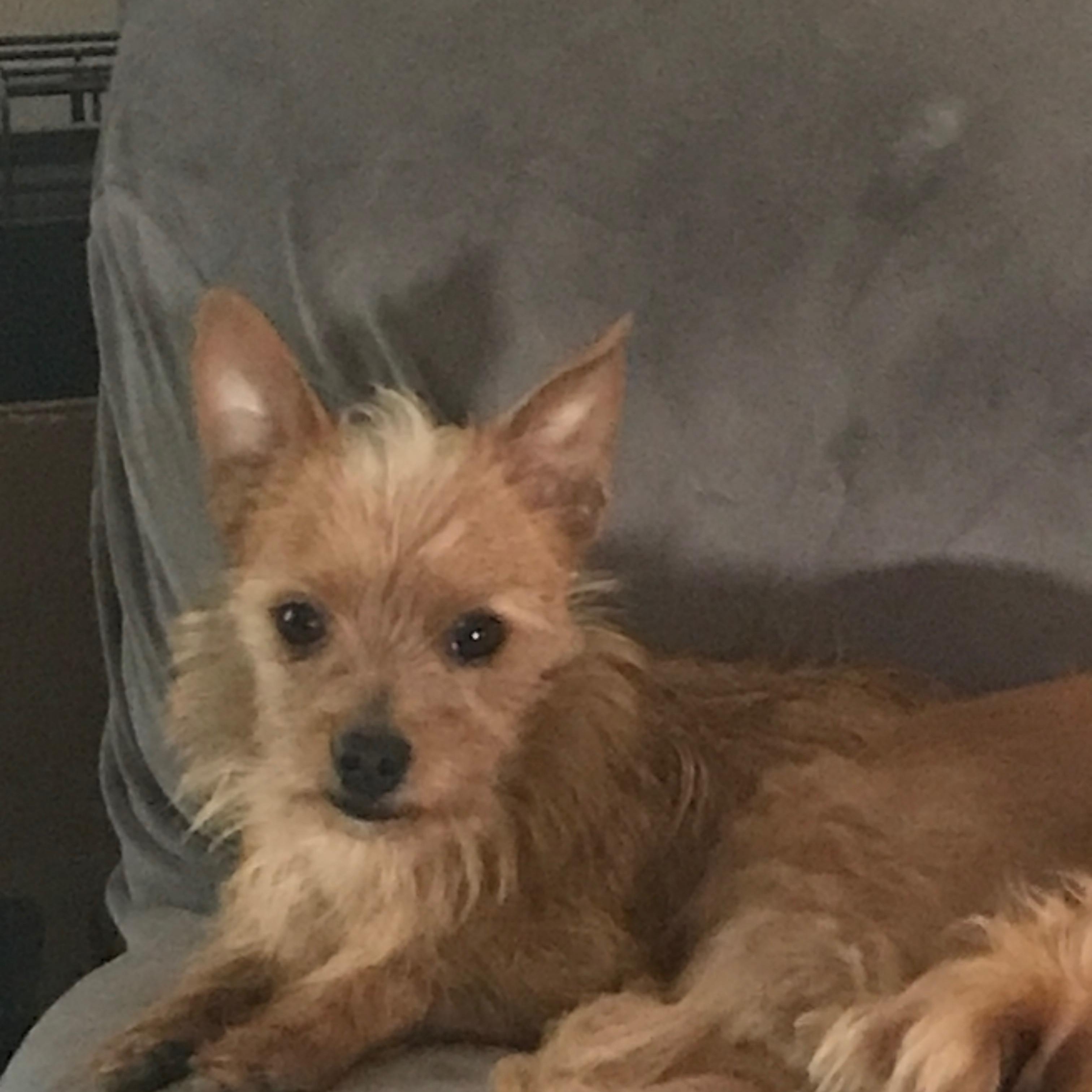 Enzo: Total package (minus one), adopted, Young Male Yorkshire Terrier.