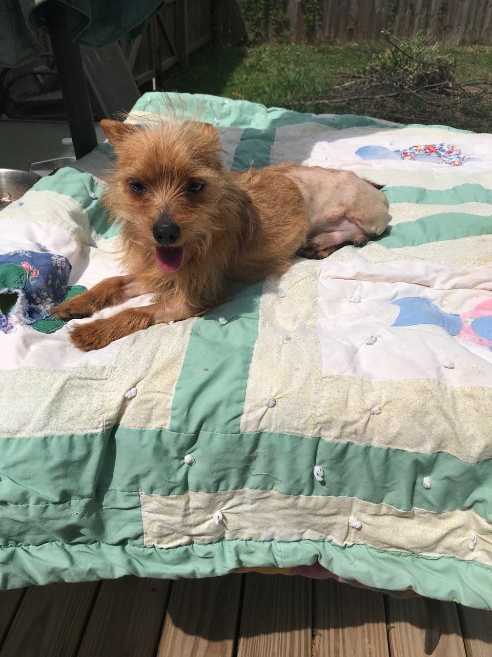 Enlarge Enzo: Total package (minus one), an adopted Yorkshire Terrier in Franklin, TN image 2/4