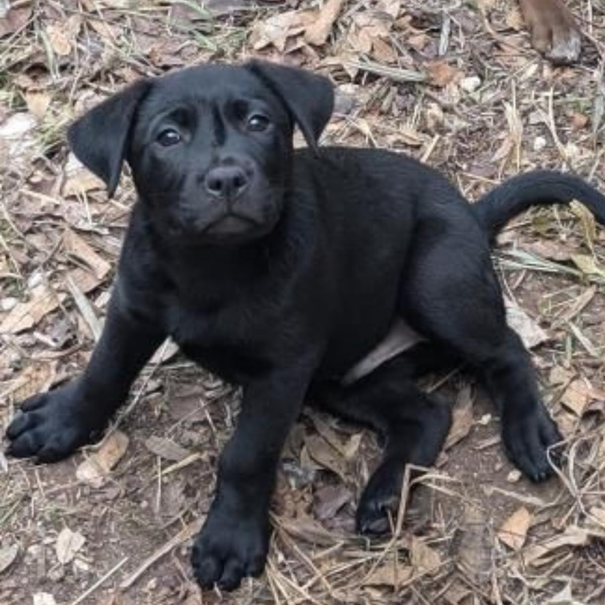 Enlarge Sweet Boy, a Adopted mixed breed in Austin, TX image 2/4