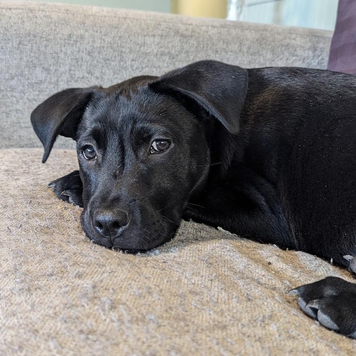 Enlarge Sweet Boy, a Adopted mixed breed in Austin, TX image 1/4