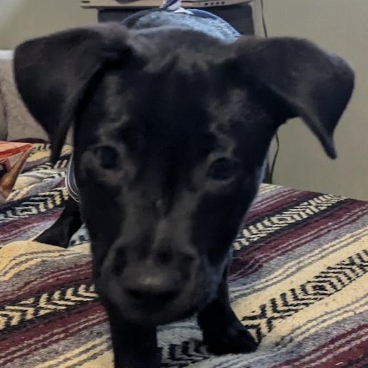 Enlarge Sweet Boy, a Adopted mixed breed in Austin, TX image 3/4