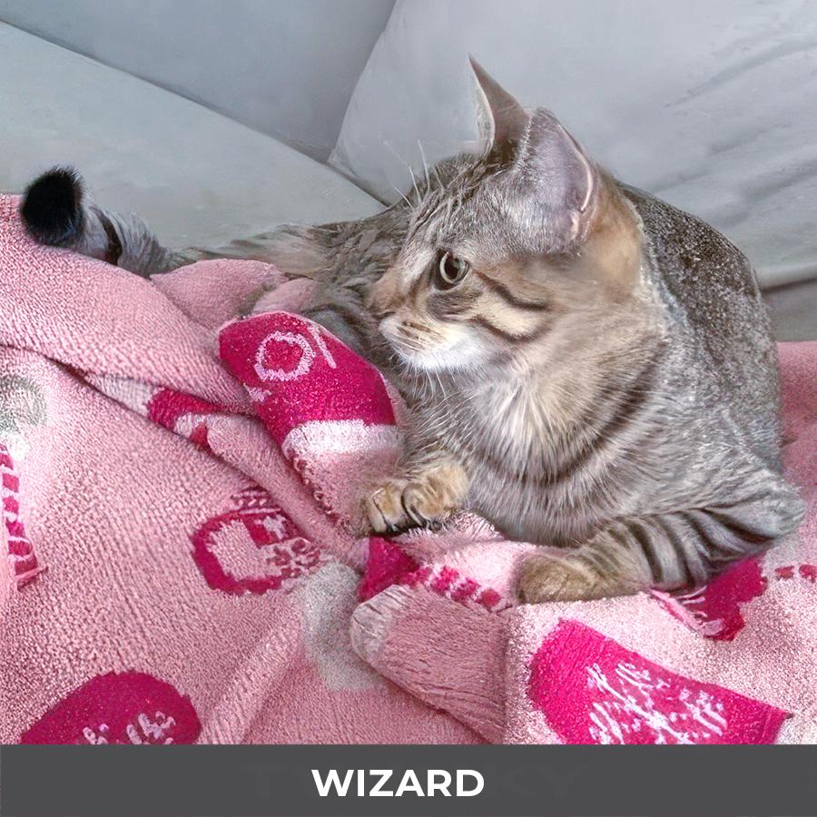Enlarge Wizard , an adoptable Domestic Short Hair in Etobicoke, ON image 3/3