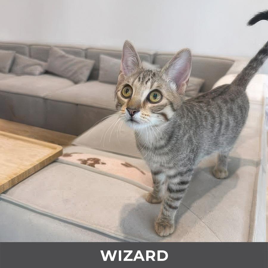 Enlarge Wizard , an adoptable Domestic Short Hair in Etobicoke, ON image 2/3