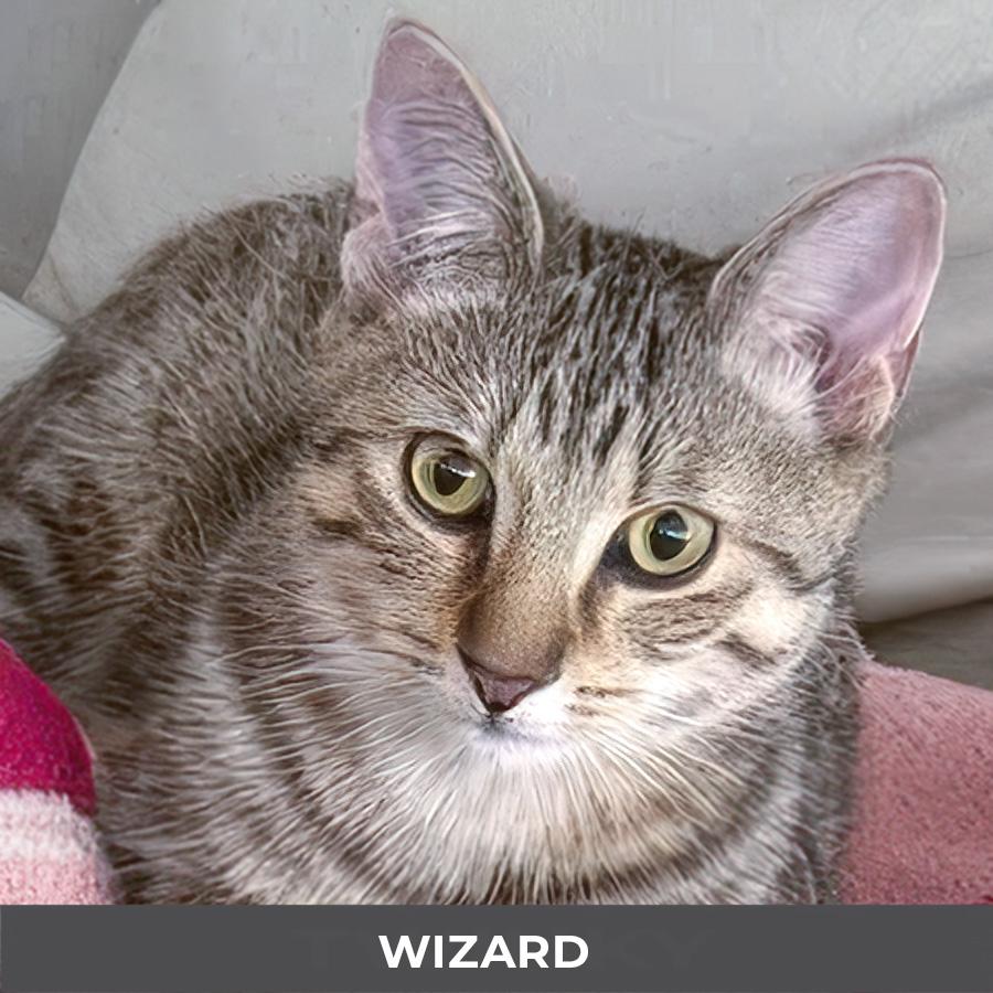 Wizard , adoptable, Kitten Male Domestic Short Hair.
