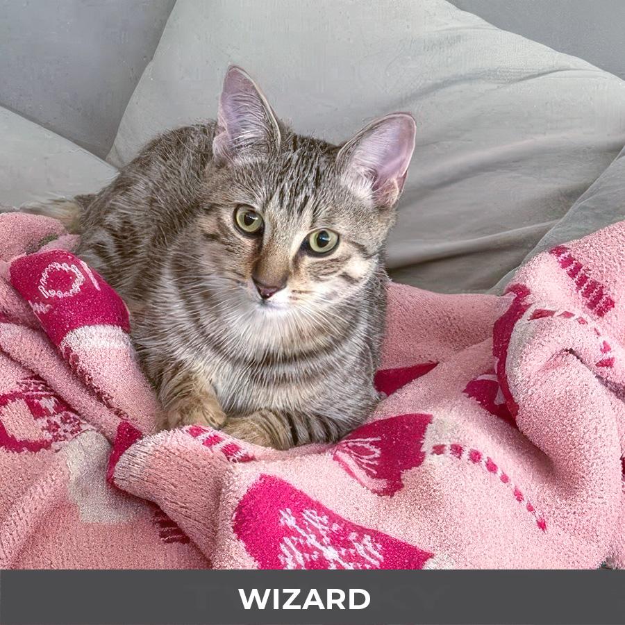 Enlarge Wizard , an adoptable Domestic Short Hair in Etobicoke, ON image 2/3
