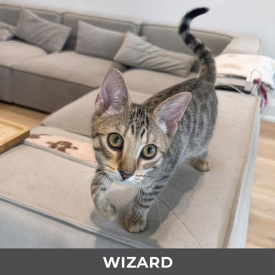 Enlarge Wizard , an adoptable Domestic Short Hair in Etobicoke, ON image 3/3