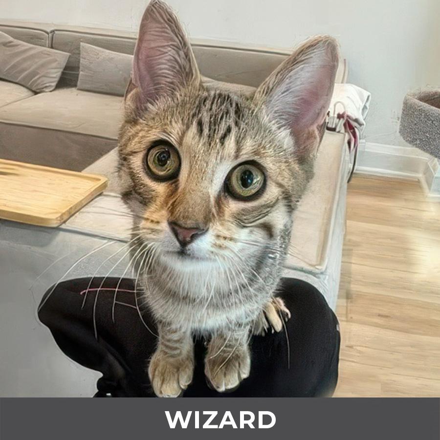 Wizard , adoptable, Kitten Male Domestic Short Hair.
