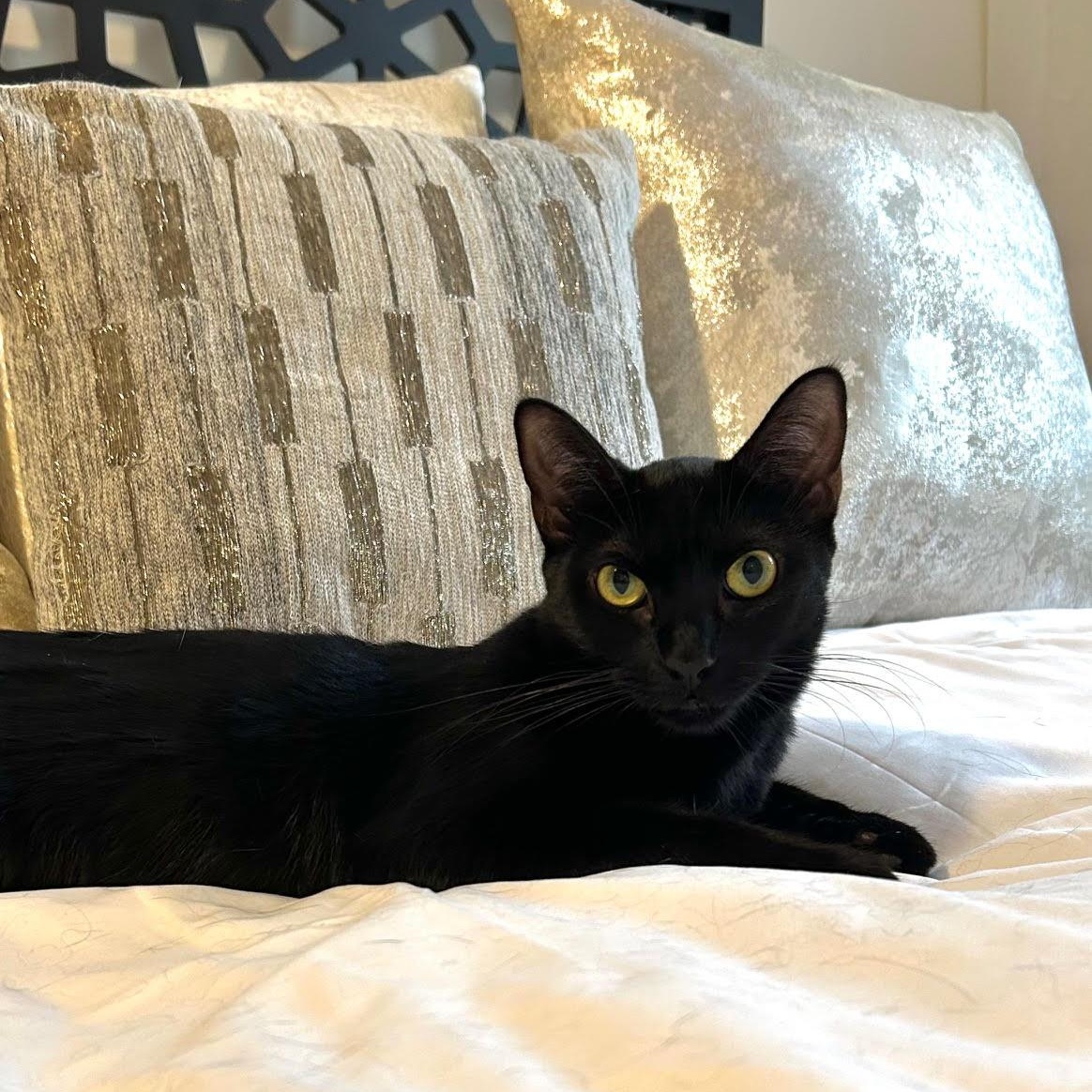 Sensational Sydney, Young Female Domestic Short Hair