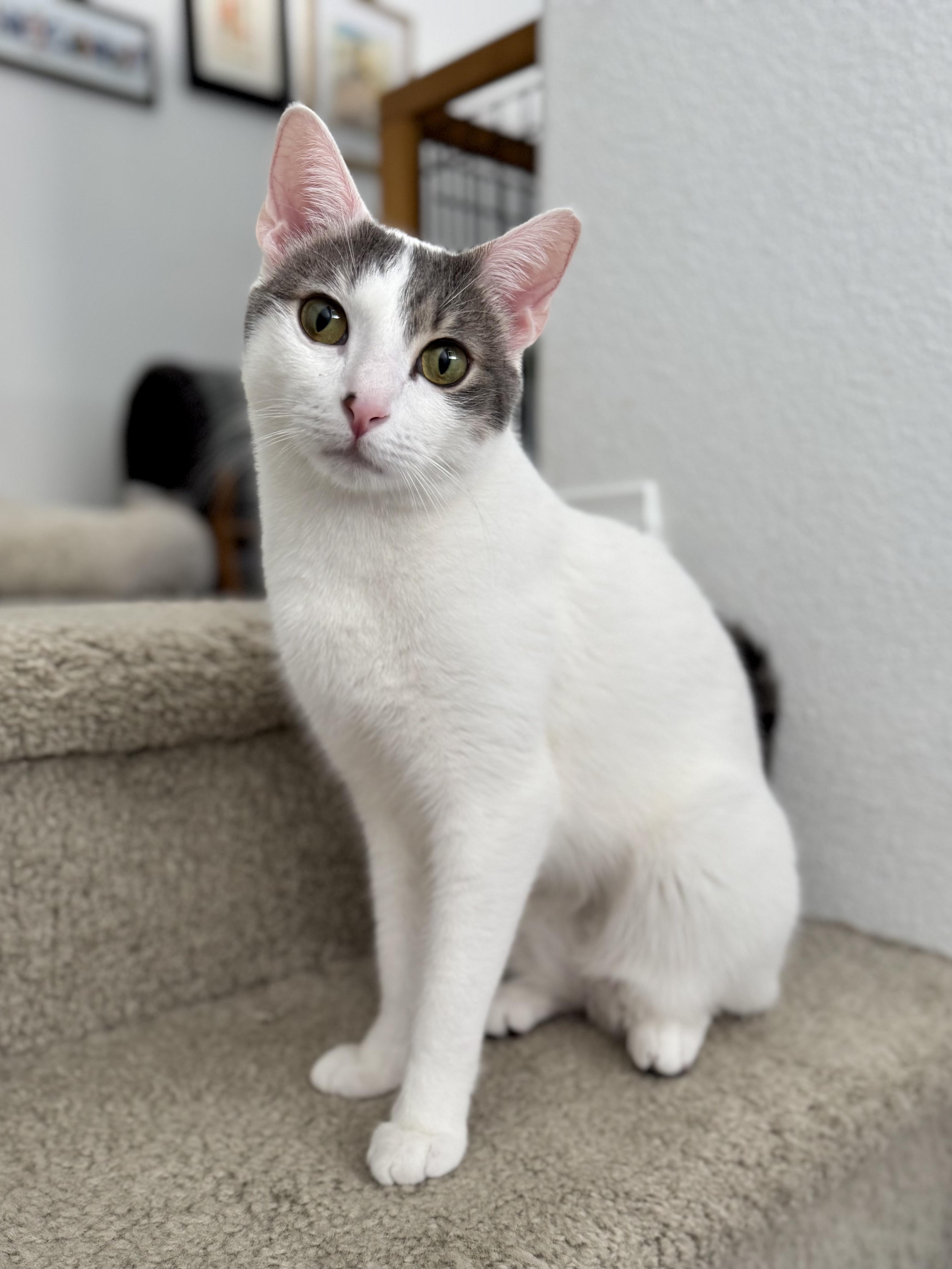 Enlarge Abbot (lap cat), a Adoptable Domestic Short Hair in Oceanside, CA image 3/6